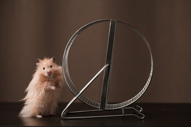 Hamster (Bild: shutterstock.com/Von Tyler_D)