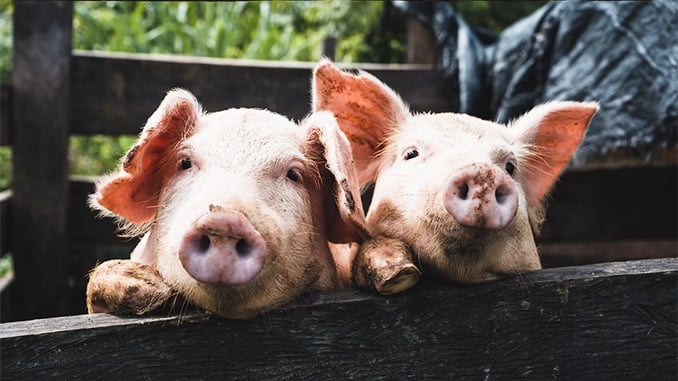 Zwei Schweine; Bild: Unsplash