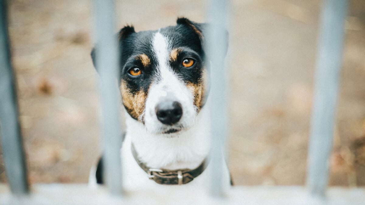 Ein trauriger Hund im Tierheim; Bild: Unsplash